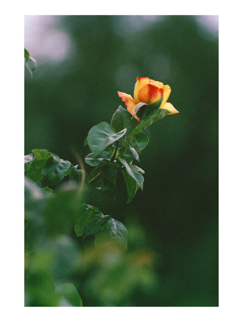 Rose bicolore sur fond vert, Saint-Bernard, 1981 – Edition 7
