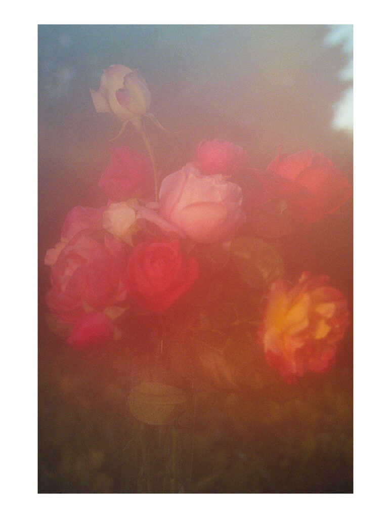 Les roses du jardin de Claudine (3) Saint-Cyr-au-Mont-d’Or, 2020 – Edition 7