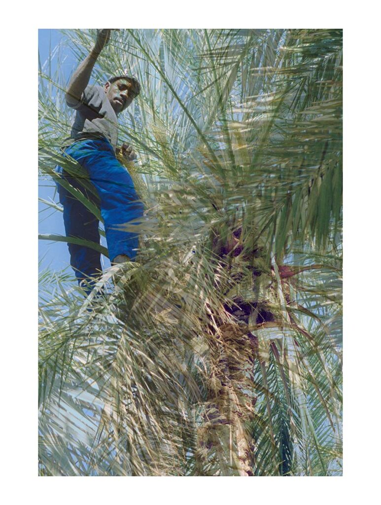 Le jardinier de la Palmeraie, Tozeur (Tunisie), avril 2001 – Edition 7