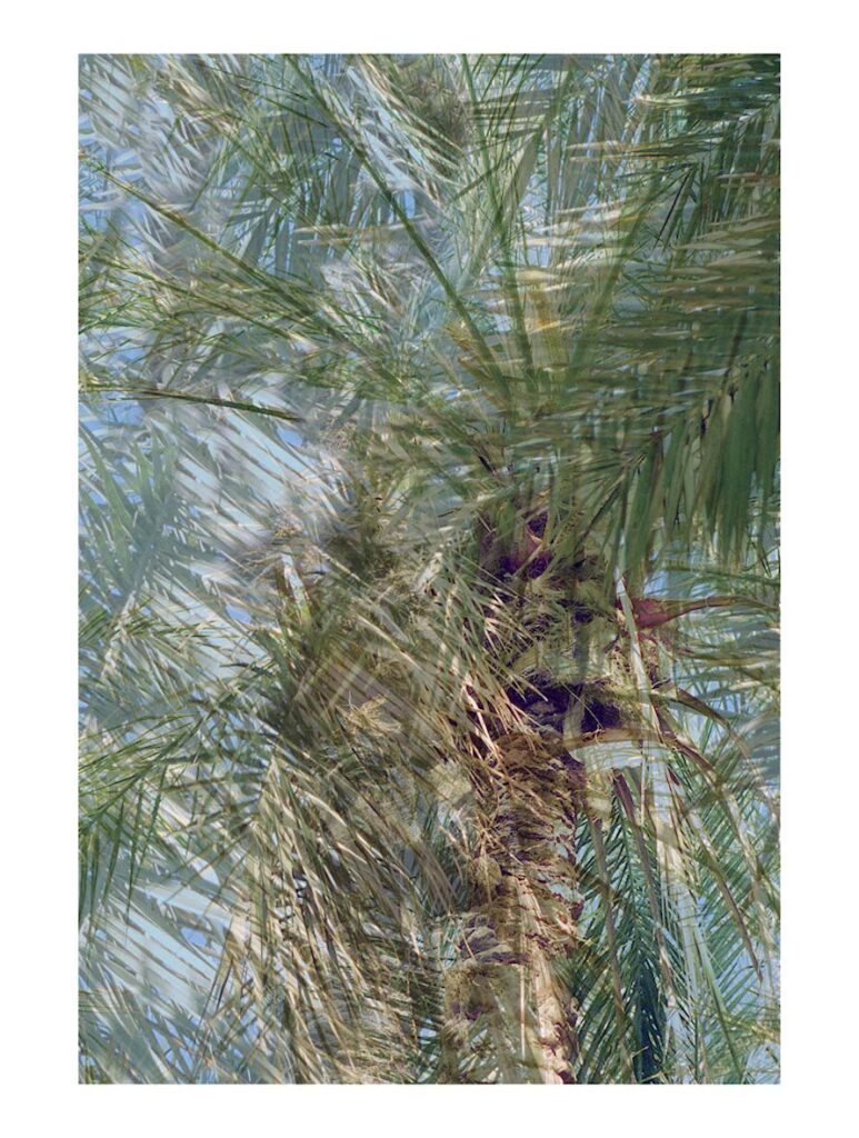 Abstraction aux palmiers, Palmeraie de Tozeur, Tozeur (Tunisie), avril 2001 – Edition 7